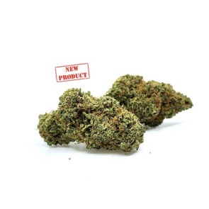 glasshouseharleykush8