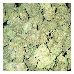 glasshousespecial28