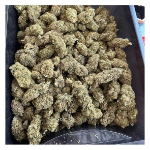 greenhouseharley28