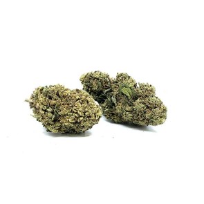 greenhouseharleykush1